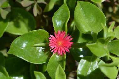 Baby sun rose flower - Latin name - Aptenia cordifolia (Mesembryanthemum cordifolium) clipart