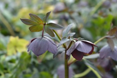 Ödünç gül Lucy - Latince adı - Helleborus orientalis Lucy