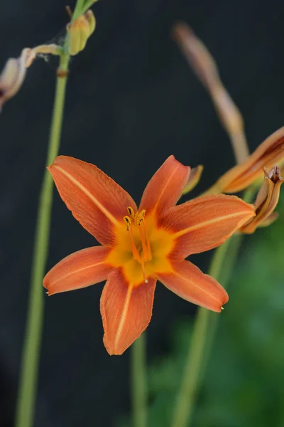 Oranžová Květina Latinský Název Hemerocallis Fulva — Stock fotografie