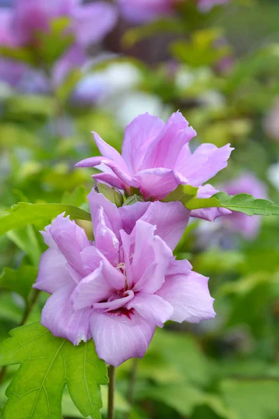 Rose Sharon Ardens Latin Name Hibiscus Syriacus Ardens — Stock Photo, Image