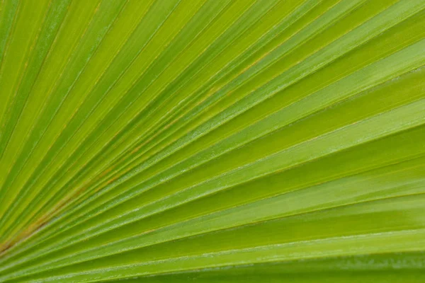 Round-leaf fountain palm leaf detail - Latin name - Livistona rotundifolia (Saribus rotundifolius)