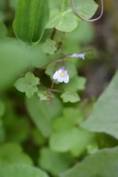 Kenilworth Ivy Small Flowers Latin Name Cymbalaria Muralis — Stock Photo, Image