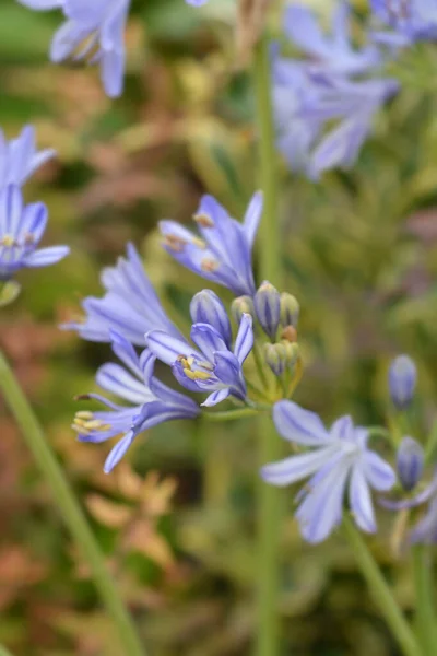 Niebieski Afrykański Kwiat Lilii Łacińska Nazwa Agapanthus Africanus — Zdjęcie stockowe