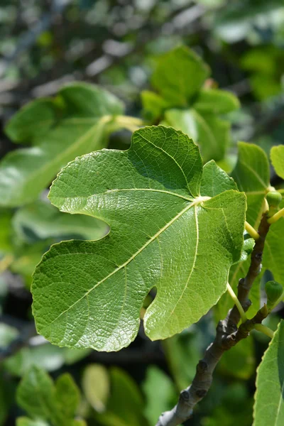 Liście Figowca Zwyczajnego Nazwa Łacińska Ficus Carica — Zdjęcie stockowe