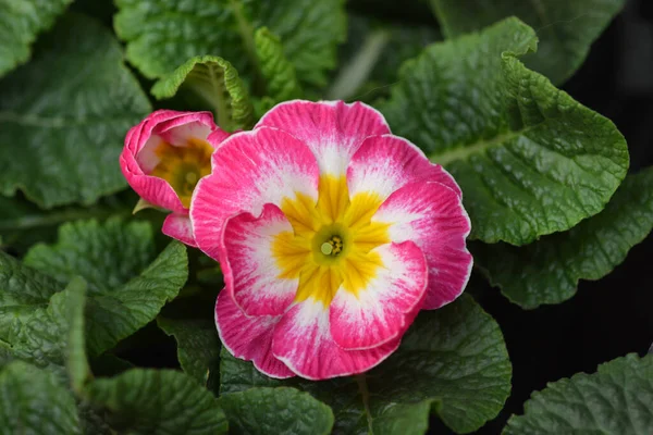 Pink English Primrose Латинское Название Primula Polyanthus Hybrids — стоковое фото
