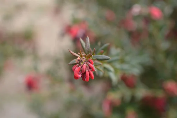Rosemary Grevillea Blommor Latinskt Namn Grevillea Rosmarinifolia — Stockfoto