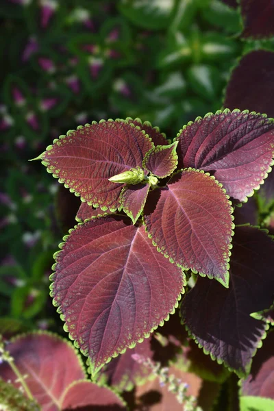 Painted Nettle Leaves 라틴어 Plectranthus Scutellarioides Solenostemon Scutellarioides — 스톡 사진