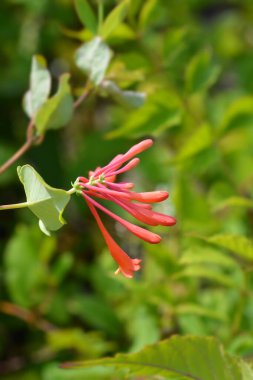 Hanımeli Dropmore Kırmızı çiçek tomurcukları - Latince adı - Lonicera x brownii Dropmore Scarlet