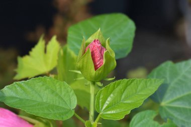 Hardy hibiscus Luna Kırmızı çiçek tomurcuk - Latince adı - Hibiscus moscheutos Luna Kırmızı