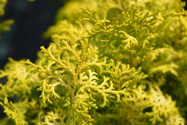 Hinoki servisi Lucas - Latince adı Chamaecyparis obtusa Lucas