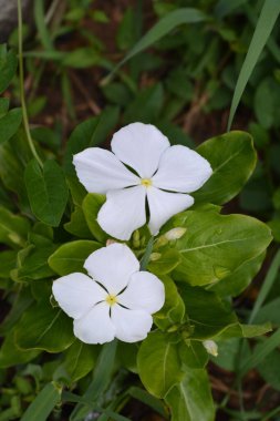 Beyaz Madagaskar pembe menekşe - Latince adı - Catharanthus roseus (Vinca rosea)