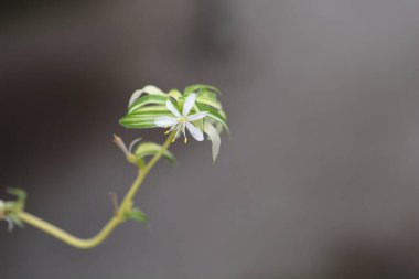 Örümcek bitkisi - Latince adı - Klorophytum comosum