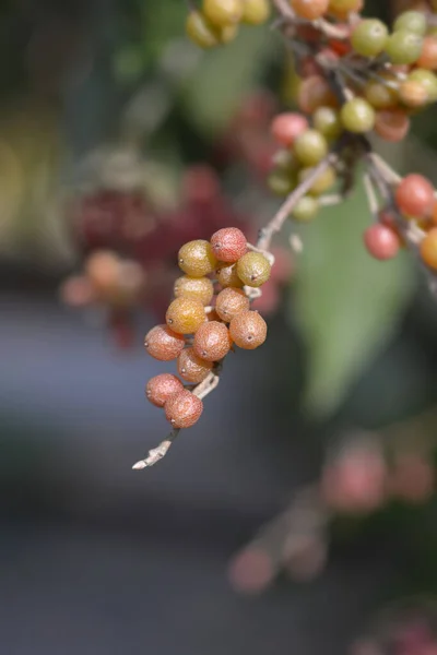 Autumn Olive Branch Latin Name Elaeagnus Umbellata — Stock Photo, Image