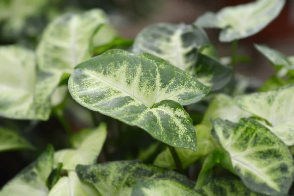 Butterfly Plant Pixie Leaves Nama Latin Syngonium Pixie — Stok Foto