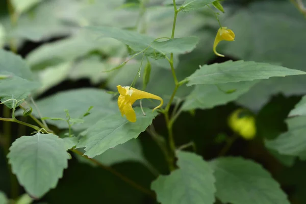 Touch Balsam Blomma Latinskt Namn Impatiens Noli Tangere — Stockfoto