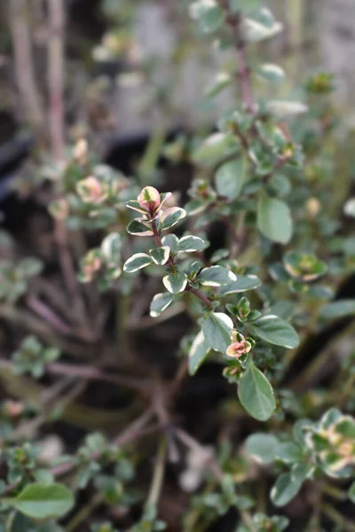 Foxleyの葉 ラテン語名 Thymus Pulegioides Foxley — ストック写真