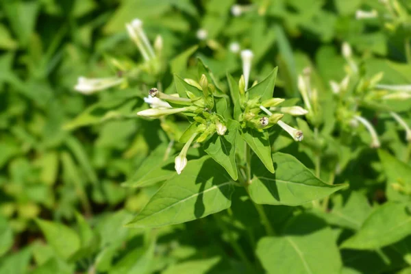 Maravilha Peru Botões Flores Brancas Nome Latino Mirabilis Jalapa — Fotografia de Stock