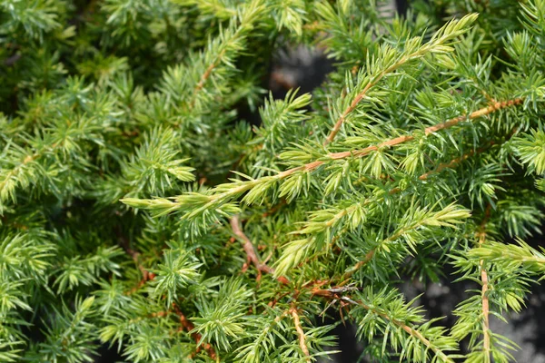 Filial Shore Juniper Schlager Nome Latino Juniperus Conferta Schlager — Fotografia de Stock
