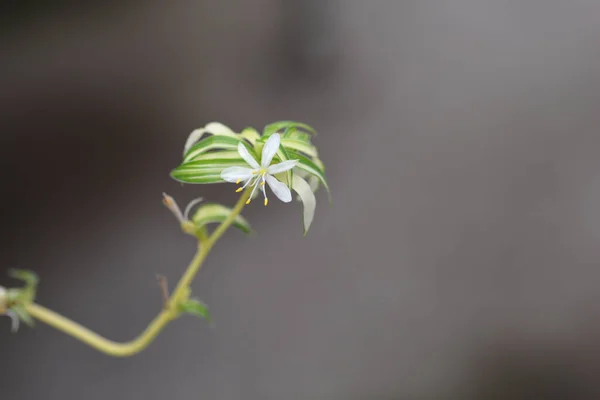 Паучье Растение Латинское Название Chlorophytum Comosum — стоковое фото