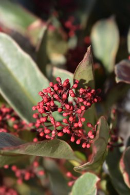 Skimmia Perosa çiçek tomurcukları - Latince adı - Skimmia japonica Perosa