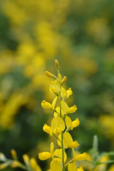 复活节扫帚花 拉丁文名 Genista Spachiana — 图库照片