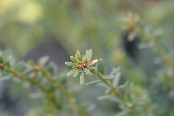 Podocarpio Tasmania Gema Azul Nombre Latino Podocarpus Alpinus Gema Azul —  Fotos de Stock