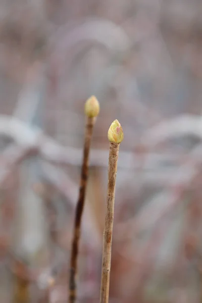 Red Vein Enkianthus Латинська Назва Enkianthus Campanulatus — стокове фото