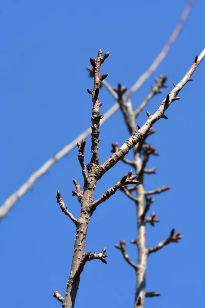 Japán Virágzó Cseresznye Kanzan Ágak Ellen Kék Latin Név Prunus — Stock Fotó