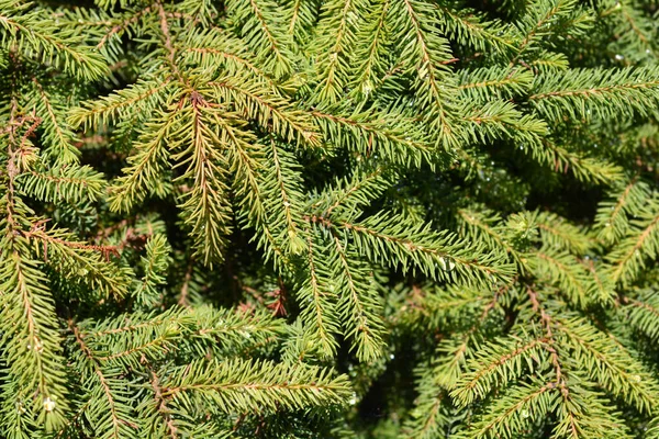 Dwarf Black Spruce Latin Name Picea Mariana Nana — стокове фото
