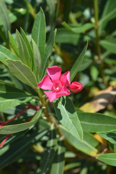 Yhteinen Oleanteri Vaaleanpunaisia Kukkia Latinankielinen Nimi Nerium Oleander — kuvapankkivalokuva