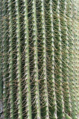 Kaktüs detayı - Latince adı - Neobuxmaumia polylopha