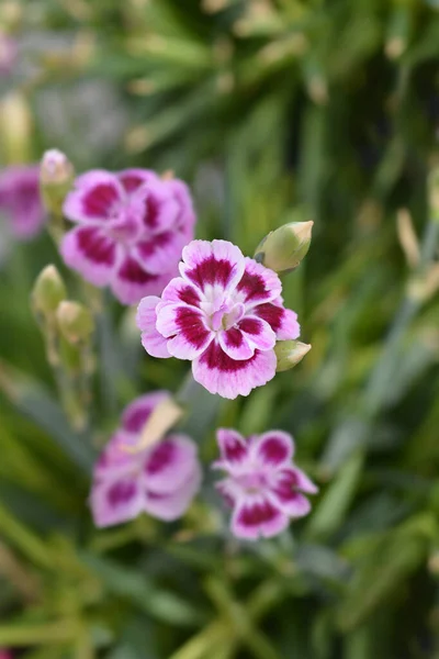 Carnation Pink Kisses - Latin name - Dianthus Pink Kisses