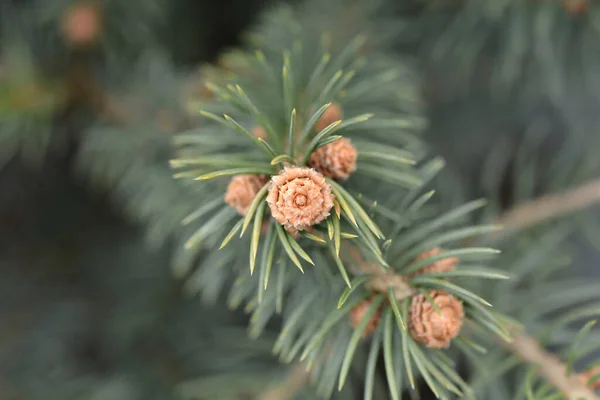 콜로라도주 가문비나무 라틴어 Picea Pimgens Glauca — 스톡 사진