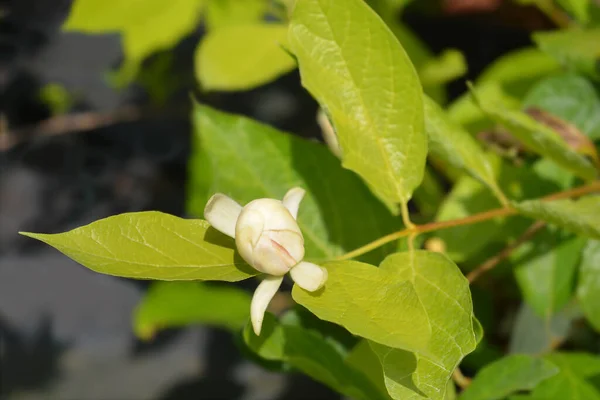 Carolina Allspice Flor Vênus Nome Latino Calycanthus Floridus Venus — Fotografia de Stock