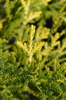 Sahte arborvitae - Latince adı - Thujopsis dolabrata