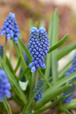 Üzüm Hyacinth Büyük Gülümse - Latince adı - Muscari Büyük Gülümseme