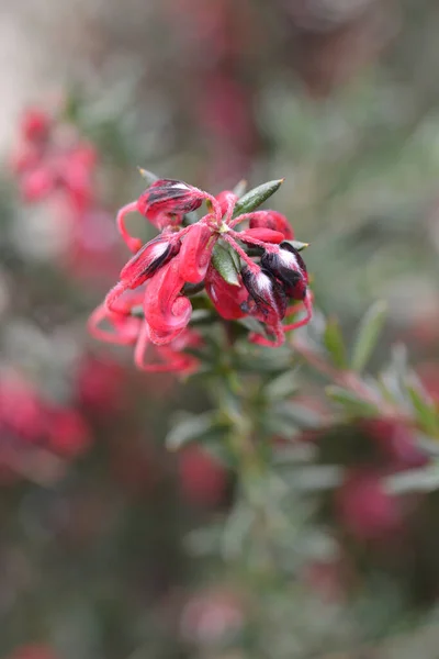 Rosemary Grevillea Çiçekleri Latince Adı Grevillea Rosmarinifolia — Stok fotoğraf