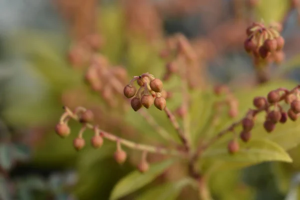 Japonca Piercing Sarabande Latince Adı Pieris Japonica Sarabande — Stok fotoğraf