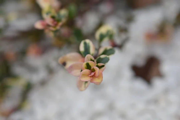 Foxleyの葉 ラテン語名 Thymus Pulegioides Foxley — ストック写真