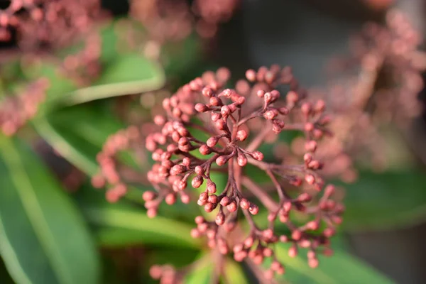 Skimmia Capullos Flores Rubéola Nombre Latino Skimmia Japonica Rubella — Foto de Stock