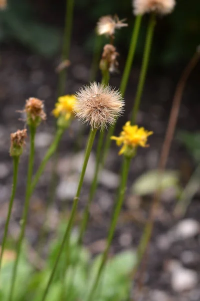 Greater Hawkbit Seed Head ラテン語名 Leontodon Hispidus — ストック写真