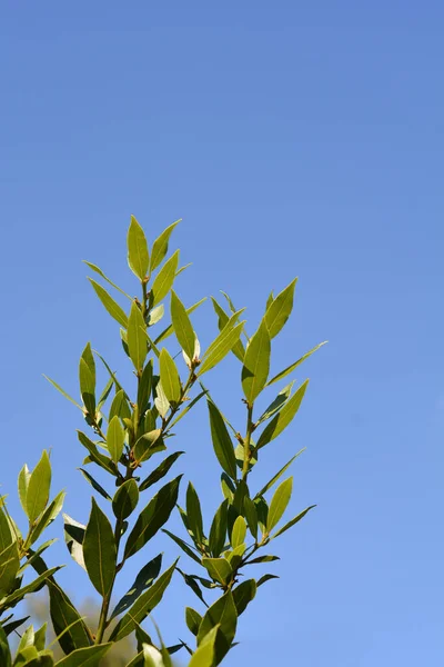 Laurel Parte Contra Céu Azul Nome Latino Laurus Nobilis — Fotografia de Stock