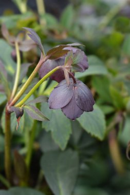 Ödünç gül Lucy - Latince adı - Helleborus orientalis Lucy
