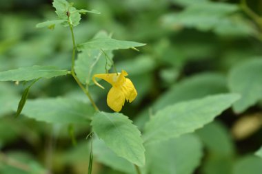 Dokunma bana balsam çiçeği - Latince adı - Impatiens noli-tangere