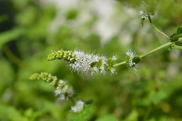 Fleur Menthe Commune Nom Latin Mentha Spicata — Photo