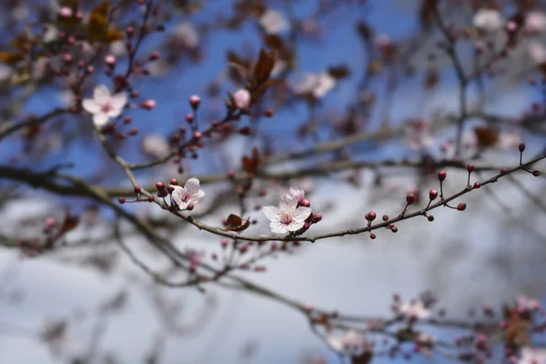 Δαμάσκηνο Λατινική Ονομασία Prunus Cerasifera Nigra — Φωτογραφία Αρχείου