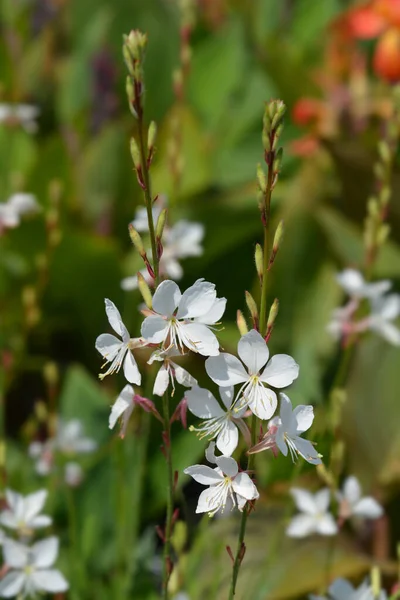 Gaura Blanca Nombre Latino Oenothera Lindheimeri Gaura Lindheimeri —  Fotos de Stock