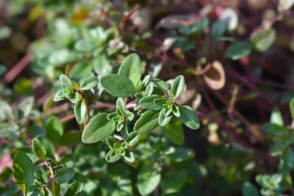 Liście Tymianku Ogrodowego Nazwa Łacińska Thymus Vulgaris — Zdjęcie stockowe