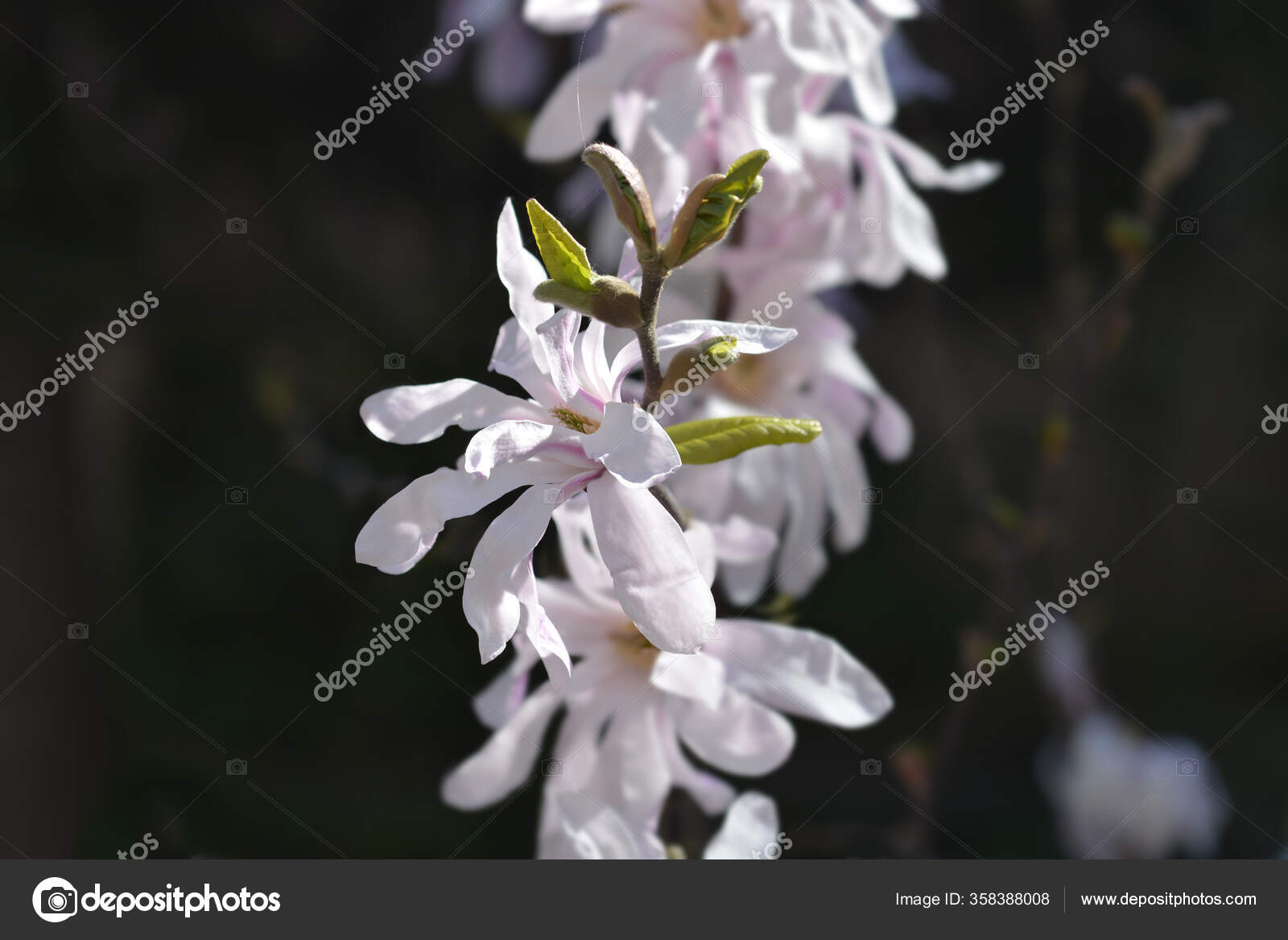 Star Magnolia Flower Bud Latin Name Magnolia Stellata Stock Photo by