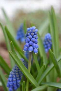 Üzüm Hyacinth Büyük Gülümse - Latince adı - Muscari Büyük Gülümseme